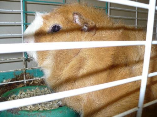 Guinea Pig: An adoptable guinea pig in Frederick, MD