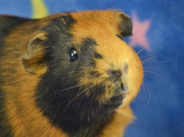 Guinea Pig Mix: An adoptable guinea pig in Boulder, CO