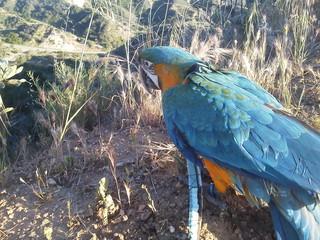 Hand Fed Baby Harlequin Hybrid Macaw for sale (Greenwing x Blue & Gold)