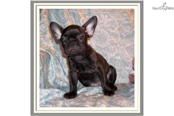 Handsome little Male French Bulldog Puppy