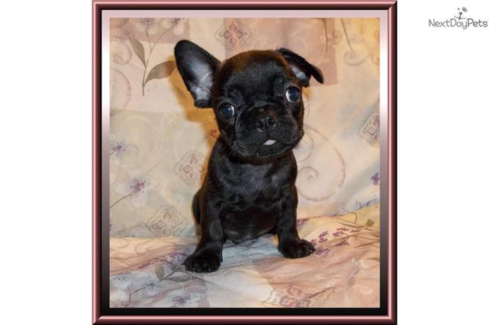 Handsome Little Male Frenchton Puppy