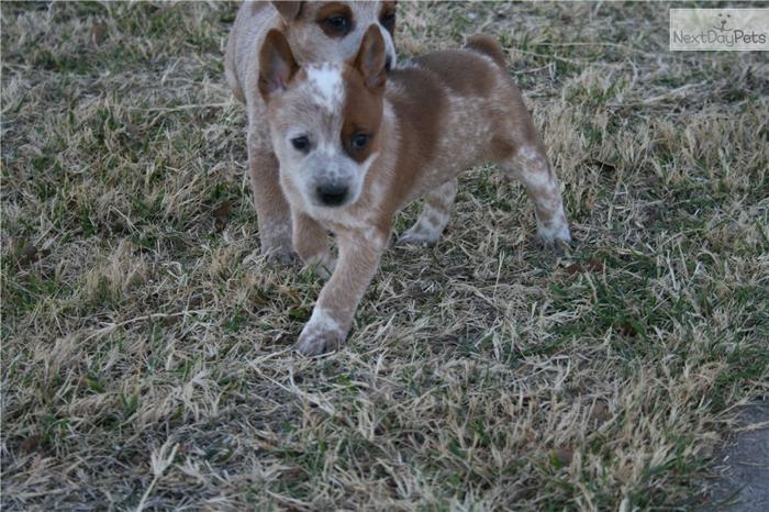 Handsome Red Male ACD - Chief *SOLD*