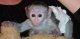 healthy baby squirrelcapuchin and marmoset monkeys for adoption