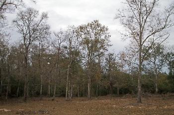 Hot Land Lot/Land in Tallahassee FL