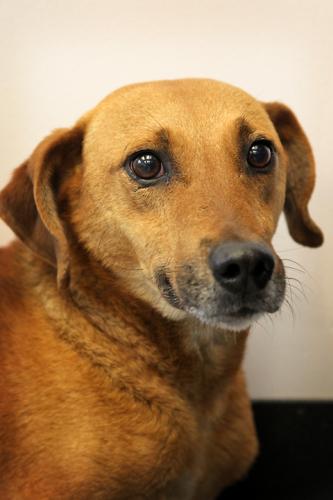 Hound Mix: An adoptable dog in Bowling Green, KY
