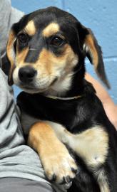 Hound Mix: An adoptable dog in Greenville, SC