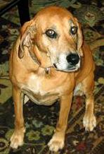 Hound Mix: An adoptable dog in Laurel, MD
