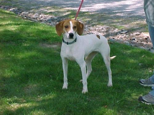 Hound Mix: An adoptable dog in Lexington, VA