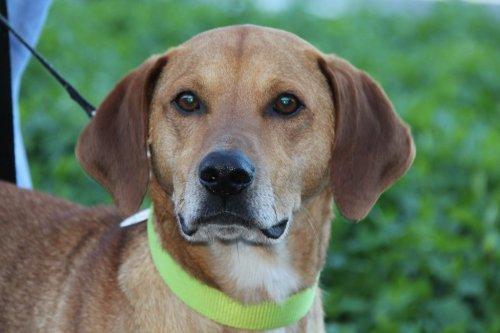 Hound Mix: An adoptable dog in Louisville, KY