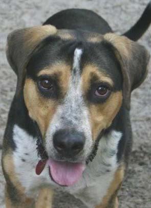 Hound Mix: An adoptable dog in Tallahassee, FL