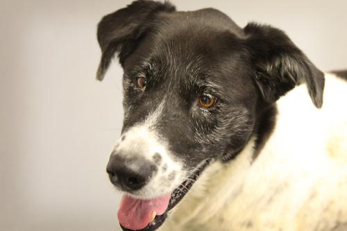 Hound/Border Collie Mix: An adoptable dog in Bowling Green, KY