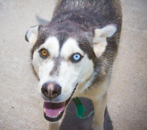 Husky Mix: An adoptable dog in Bowling Green, KY