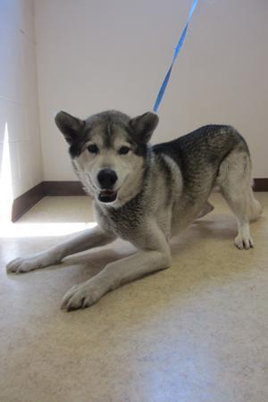 Husky Mix: An adoptable dog in Bowling Green, OH
