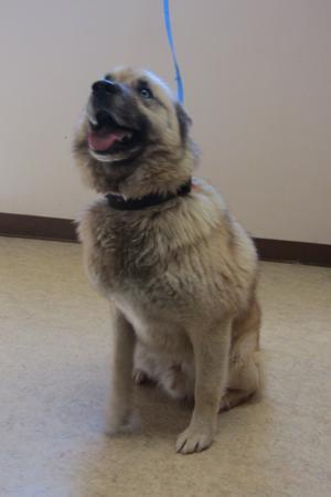 Husky Mix: An adoptable dog in Bowling Green, OH