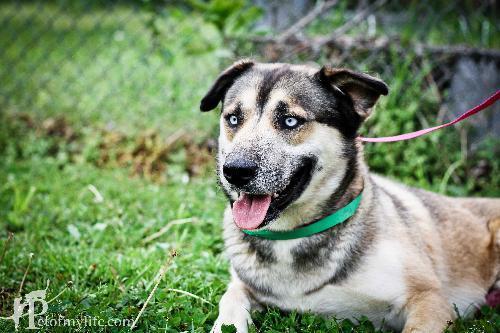 Husky Mix: An adoptable dog in Decatur, GA