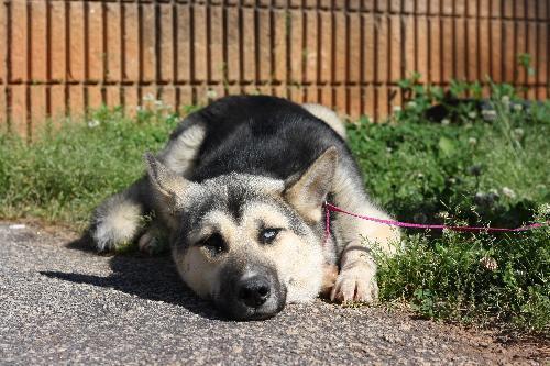 Husky Mix: An adoptable dog in Decatur, GA