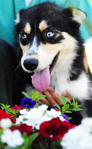 Husky Mix: An adoptable dog in Montgomery, AL