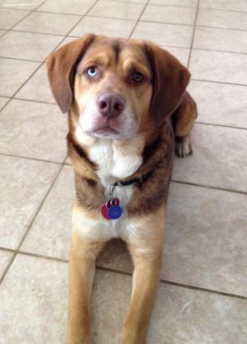 Husky/Hound Mix: An adoptable dog in Grand Rapids, MI