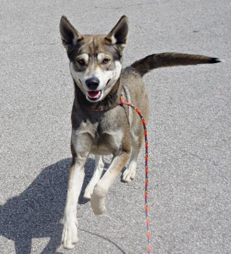 Husky/Shepherd Mix: An adoptable dog in Youngstown, OH