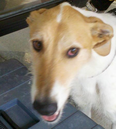 Irish Wolfhound/Greyhound Mix: An adoptable dog in Boise, ID