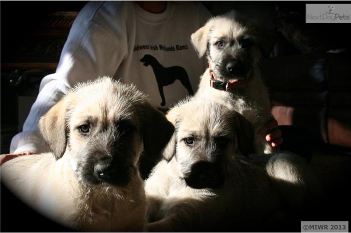Irish Wolfhound Puppies For Sale