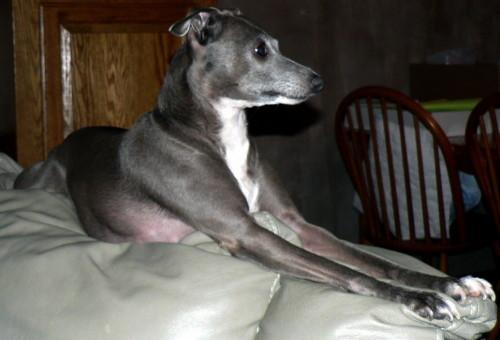 Italian Greyhound: An adoptable dog in Eau Claire, WI