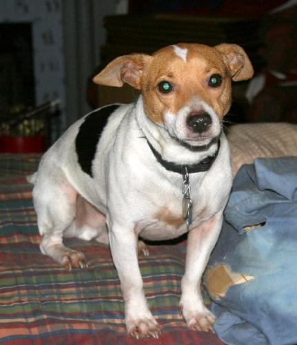 Jack Russell Terrier: An adoptable dog in Columbia, TN