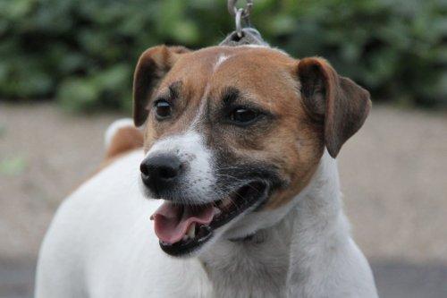 Jack Russell Terrier: An adoptable dog in Louisville, KY