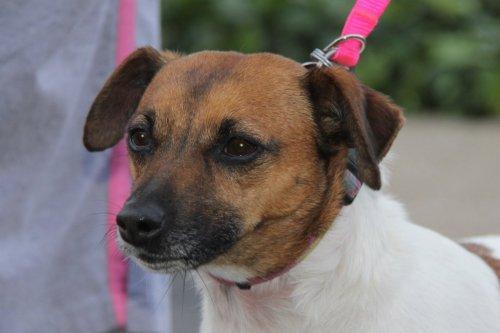Jack Russell Terrier: An adoptable dog in Louisville, KY