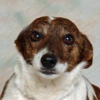 Jack Russell Terrier Mix: An adoptable dog in Danville, KY