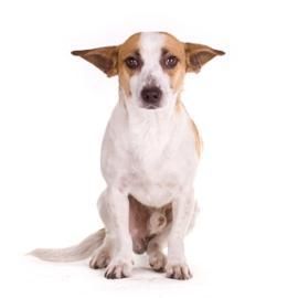 Jack Russell Terrier Mix: An adoptable dog in Decatur, GA