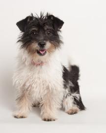 Jack Russell Terrier Mix: An adoptable dog in Santa Cruz, CA