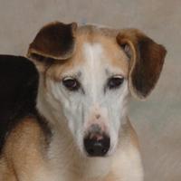 Jack Russell Terrier/Beagle Mix: An adoptable dog in Danville, KY