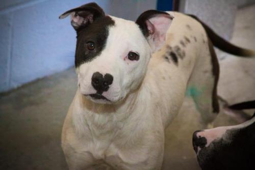 Jack Russell Terrier (Parson Russell Terrier)/Pit Bull Terrier Mix: An adoptable dog in Bowling Green, KY