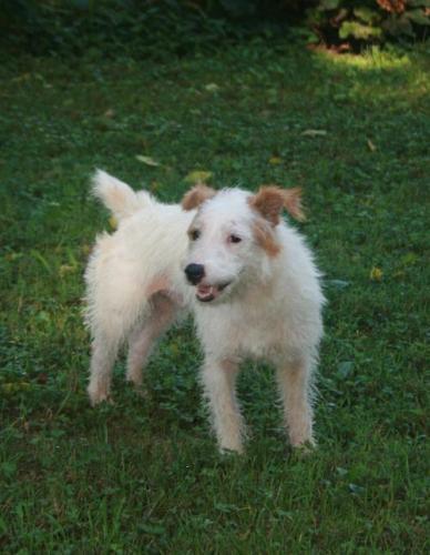 Jack Russell Terrier (Parson Russell Terrier)/Wire Fox Terrier: An adoptable dog in Columbia, TN