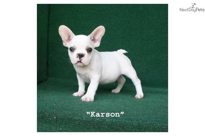 Karson - AKC White/Cream Male French Bulldog