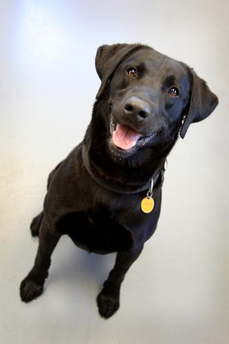 Labrador Retriever: An adoptable dog in Bowling Green, KY