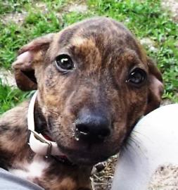 Labrador Retriever: An adoptable dog in Fort Myers, FL