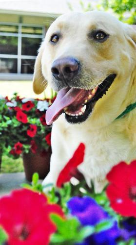 Labrador Retriever: An adoptable dog in Montgomery, AL