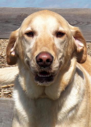 Labrador Retriever: An adopted dog in Charleston, IL