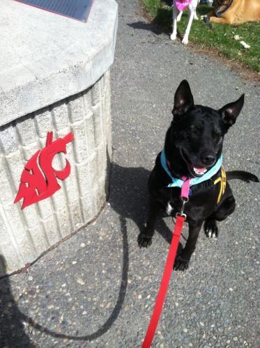 Labrador Retriever/Akita Mix: An adoptable dog in Pullman, WA