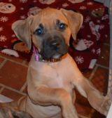 Labrador Retriever/American Bulldog Mix: An adoptable dog in Annapolis, MD