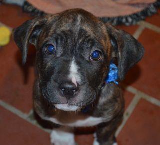 Labrador Retriever/American Bulldog Mix: An adoptable dog in Annapolis, MD
