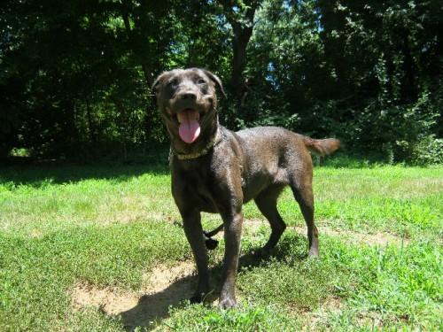 Labrador Retriever Mix: An adoptable dog in Annapolis, MD
