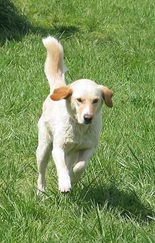 Labrador Retriever Mix: An adoptable dog in Columbia, MO