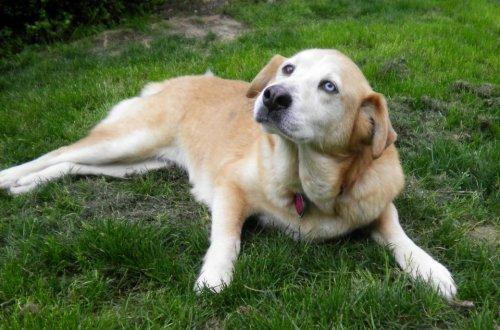 Labrador Retriever Mix: An adoptable dog in Decatur, AL