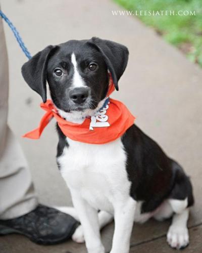 Labrador Retriever Mix: An adoptable dog in Decatur, GA