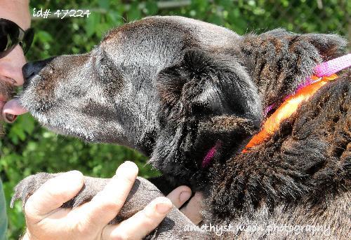 Labrador Retriever Mix: An adoptable dog in Decatur, GA