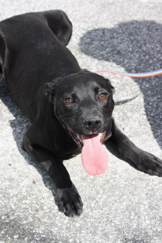 Labrador Retriever Mix: An adoptable dog in Decatur, GA