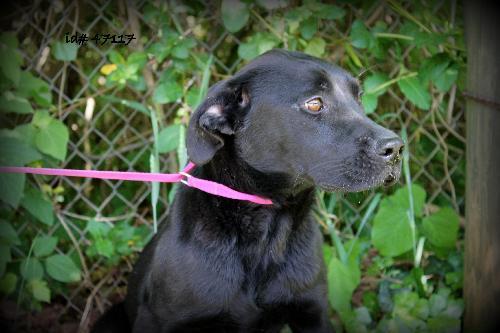 Labrador Retriever Mix: An adoptable dog in Decatur, GA